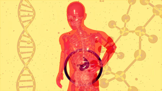 The Science Behind Sporebiotics and Gut Health