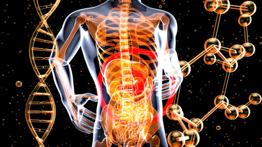 Unlocking Digestive Health The Benefits of Sporebiotics